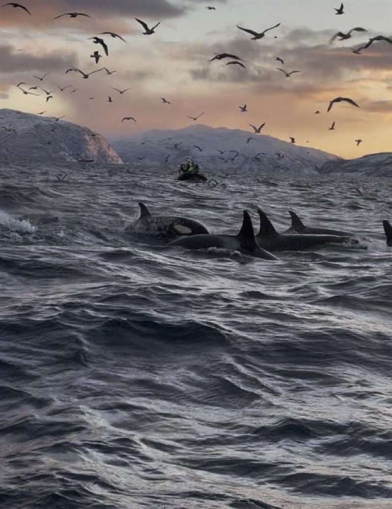 Orcas im Meer